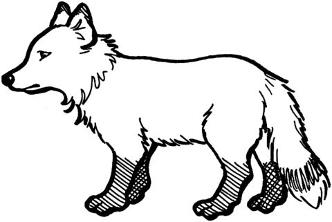 Red Fox Coloring Page